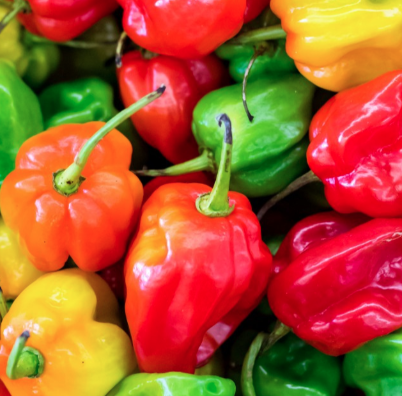 Hot Chilli - Githiyo Mirus - kg